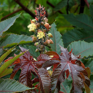 Castor Bean