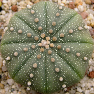 Star Peyote